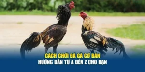 Cách Chơi Đá Gà Cơ Bản - Hướng Dẫn Từ A Đến Z Cho Bạn 6 Cách Chơi Đá Gà Cơ Bản - Hướng Dẫn Từ A Đến Z Cho Bạn