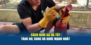 Cách Nuôi Gà Đá Tốt - Tăng Bo, Sung Và Khỏe Mạnh Nhất 5 Cách Nuôi Gà Đá Tốt - Tăng Bo, Sung Và Khỏe Mạnh Nhất