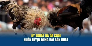 Kỹ Thuật Đá Gà Chọi - Huấn Luyện Đúng Bài Bản Nhất 4 Kỹ Thuật Đá Gà Chọi - Huấn Luyện Đúng Bài Bản Nhất
