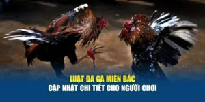 Luật Đá Gà Miền Bắc - Cập Nhật Chi Tiết Cho Người Chơi 7 Luật Đá Gà Miền Bắc - Cập Nhật Chi Tiết Cho Người Chơi