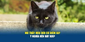 Mơ Thấy Mèo Đen Có Điềm Gì? Ý Nghĩa Hên Hay Xui? 3 Mơ Thấy Mèo Đen Có Điềm Gì? Ý Nghĩa Hên Hay Xui?