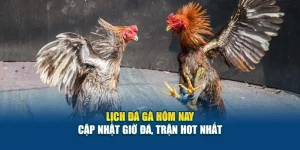 Lịch Đá Gà Hôm Nay - Cập Nhật Giờ Đá, Trận Hot Nhất 7 Lịch Đá Gà Hôm Nay - Cập Nhật Giờ Đá, Trận Hot Nhất