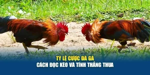Tỷ Lệ Cược Đá Gà - Cách Đọc Kèo Và Tính Thắng Thua 3 Tỷ Lệ Cược Đá Gà - Cách Đọc Kèo Và Tính Thắng Thua